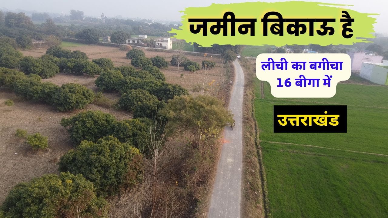 Land for Sale - Organic farming , Ploting , Factory | लीची का बगीचा 16 बीगा में  | Uttarakhand