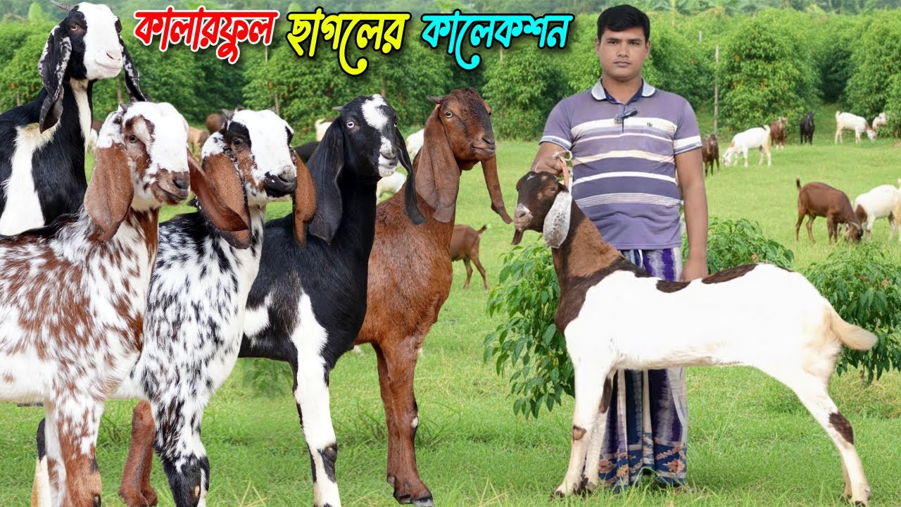 উন্নত জাতের কালারফুল ছাগলের কালেকশন। গাভীন গ্যারান্টি ছাগল।