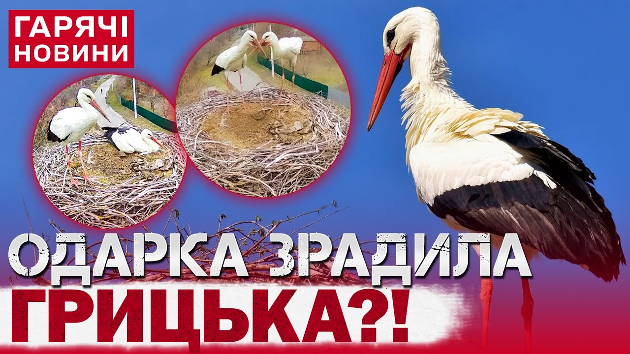 ВСЯ УКРАЇНА НА ВУХАХ! Знамениті Одарка і Грицько – вже не пара?! Пристрасті не вщухають!