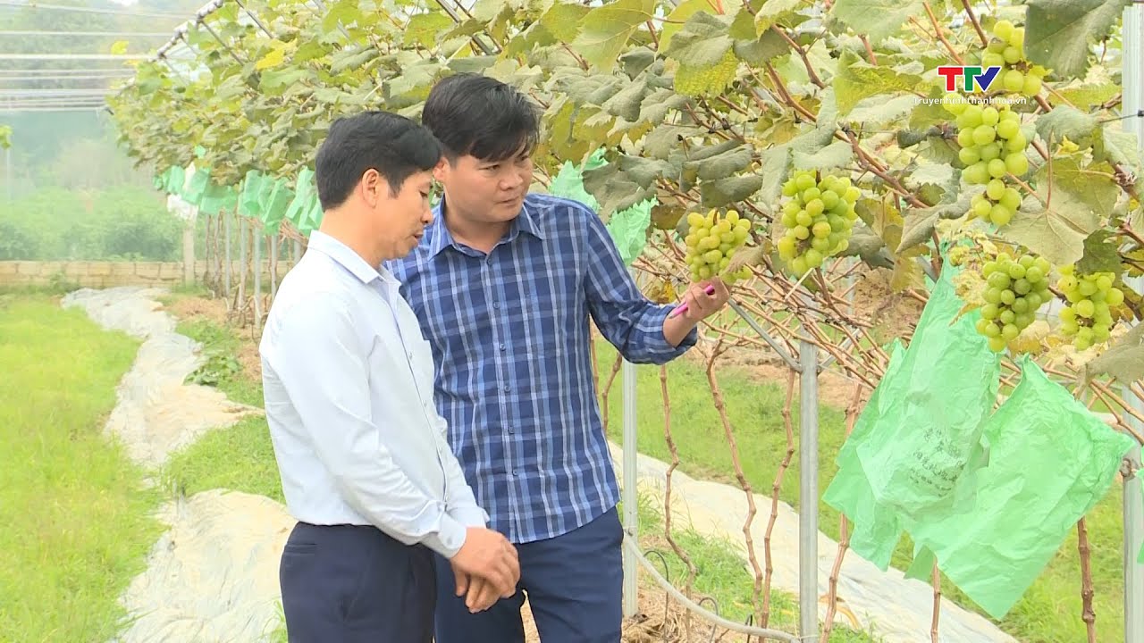 Thanh Hóa: Ứng dụng khoa học - công nghệ trong trồng nho