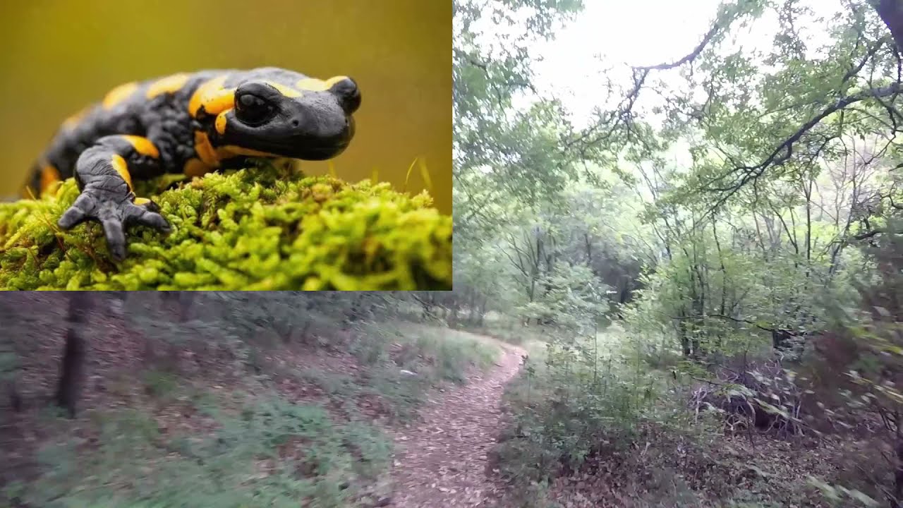 MTB Trieste Trails: Jazere (discesa) + Salamandra
