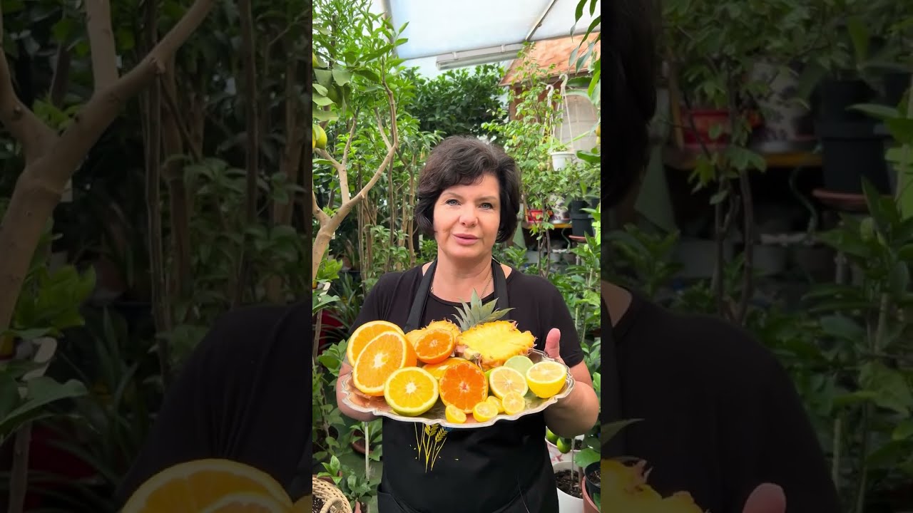 Коли зрізати цитруси та ананас? Мій досвід достигання 🍋🍊🍍