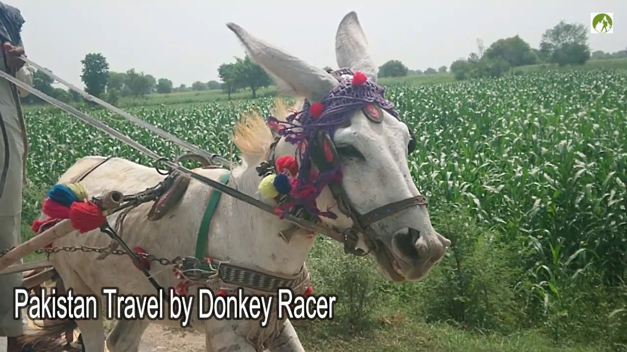 Pakistan Village Life Racer Donkey