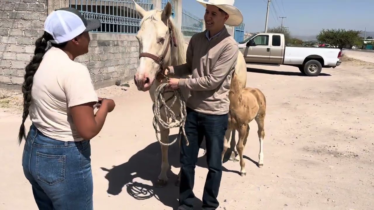 Se fue hasta El Vergel Nieves Zacatecas el potrillo y la yegua perlina 🐎