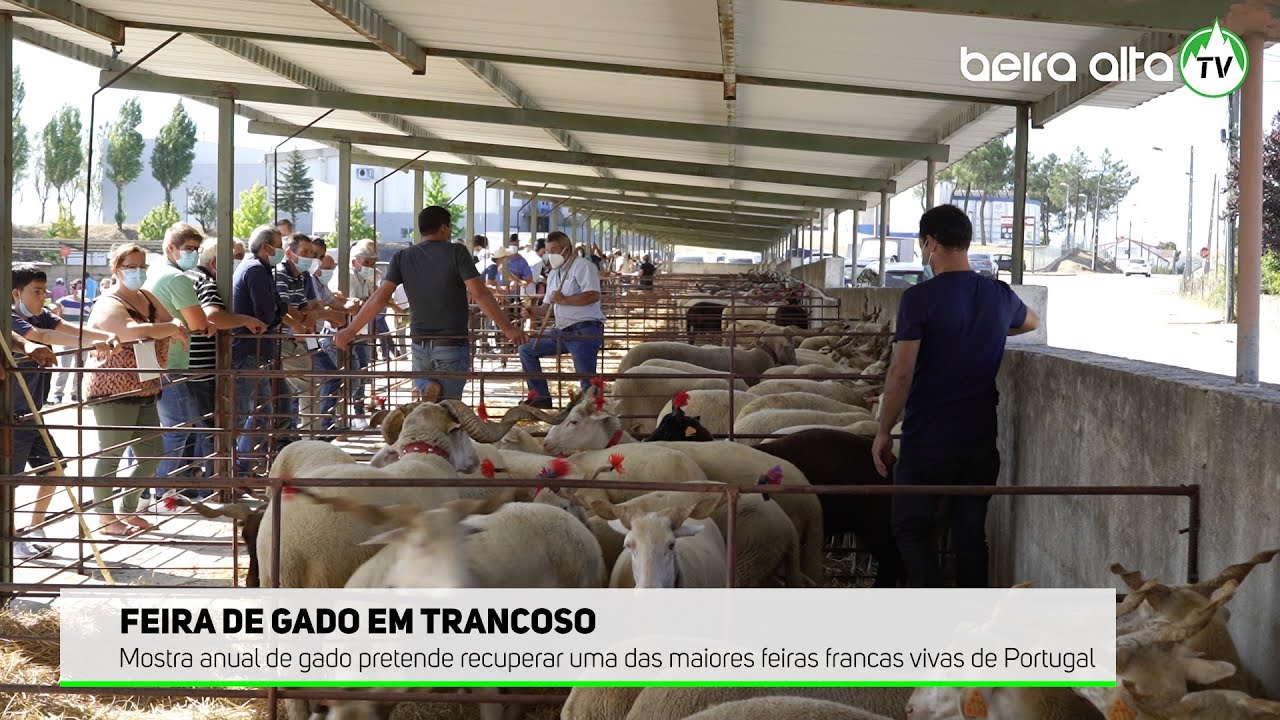 Feira de Gado em Trancoso