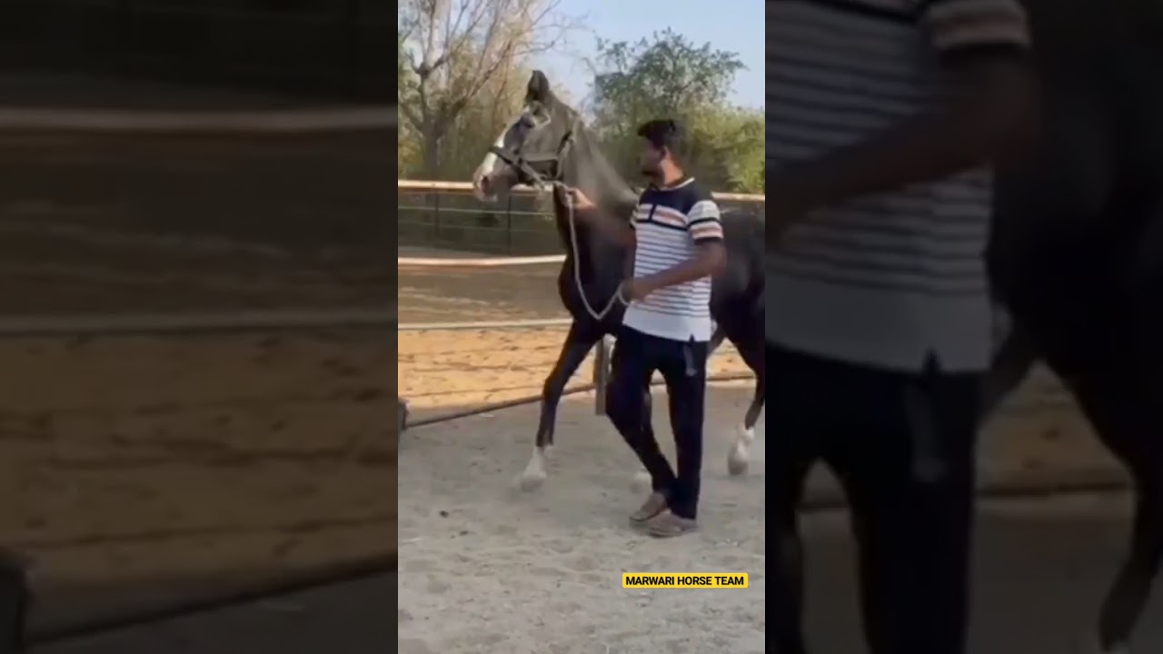 36 Years Old Marwari Stallion Aaburaj🐴Aalawa Stud Farm - Kalandri 