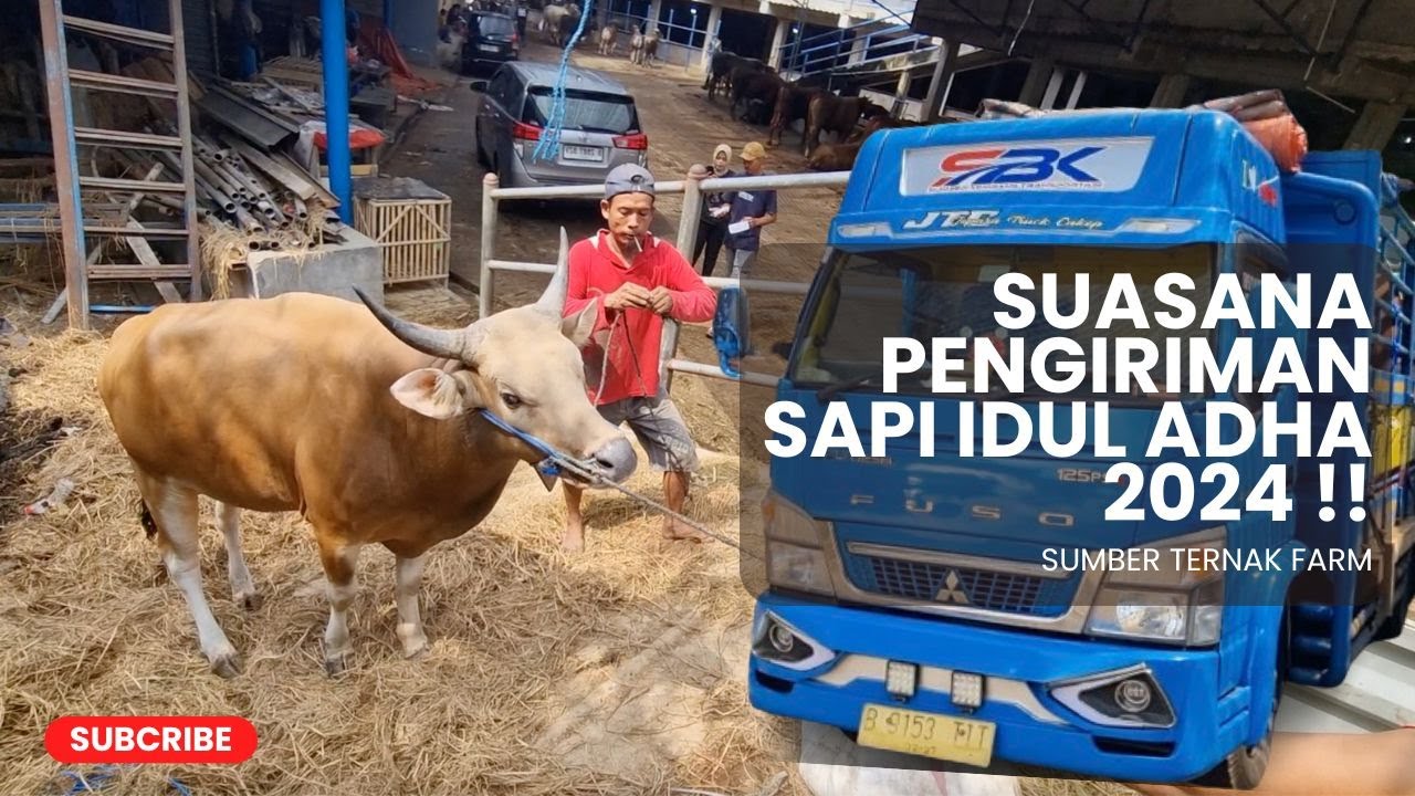 PENGIRIMAN SAPI QURBAN 2024 SEBANYAK 1.000 EKOR ‼️ | SUMBER TERNAK FARM