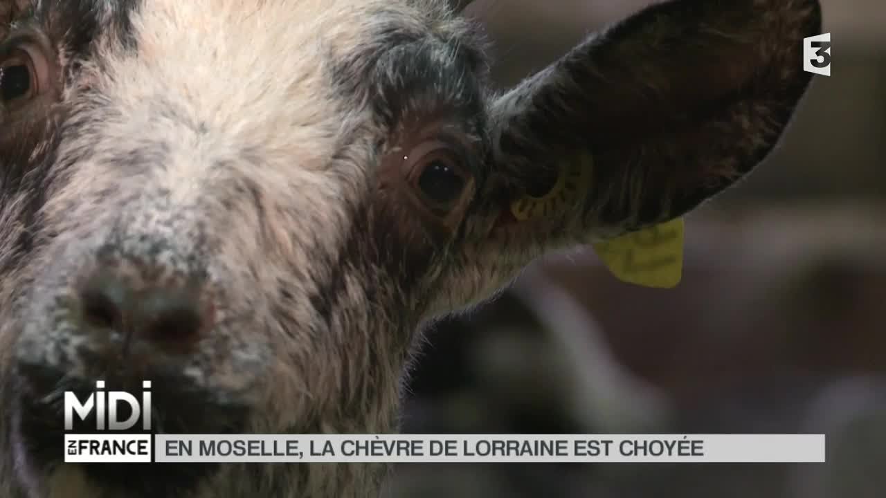 ANIMAUX : En Moselle, la chèvre de Lorraine est choyée