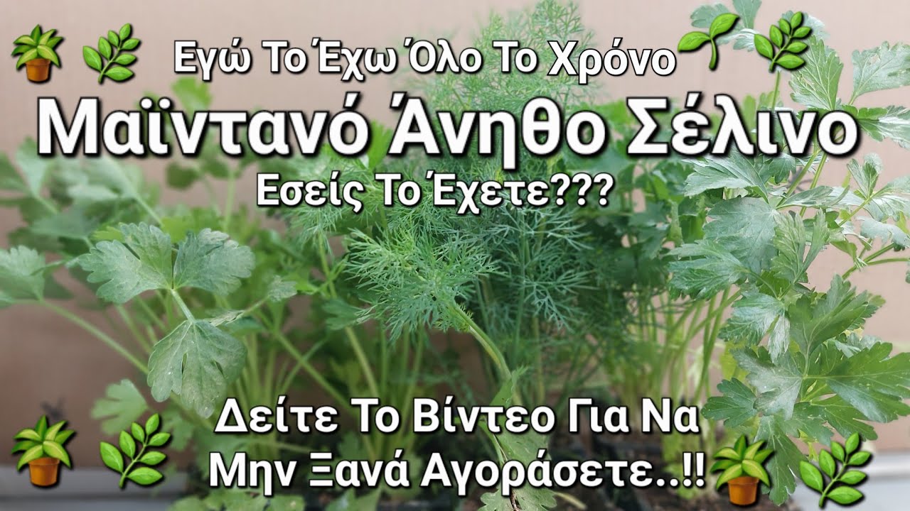 Μαϊντανό Άνηθο Σέλινο -Συμβουλές Κ Φροντίδα Για Να Μην Ξανά Αγοράσετε Ποτέ #Αρωματικάφυτά #κηπουρική