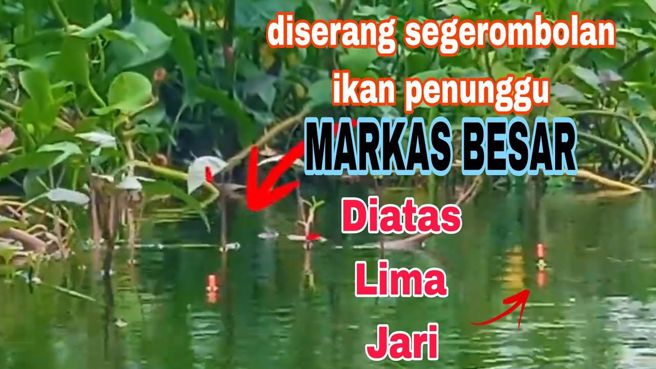 CEK KONDISI MARKAS BESAR DISERANG SEGEROMBOLAN IKAN DIATAS LIMA JARI LEBIH