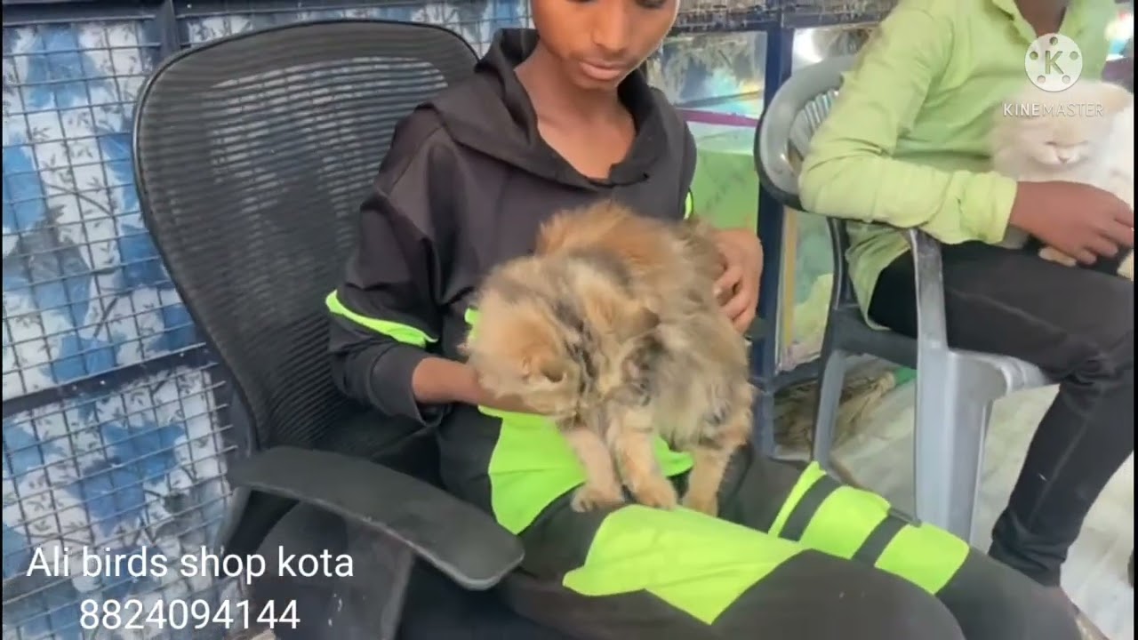 Ali birds shop kota all birds dog cat available