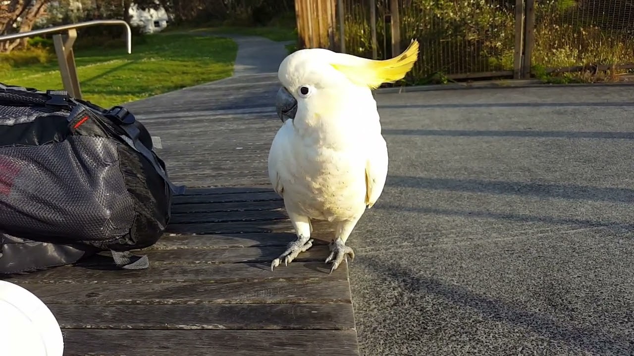 Cockatoos during sunrise at Watsons Bay