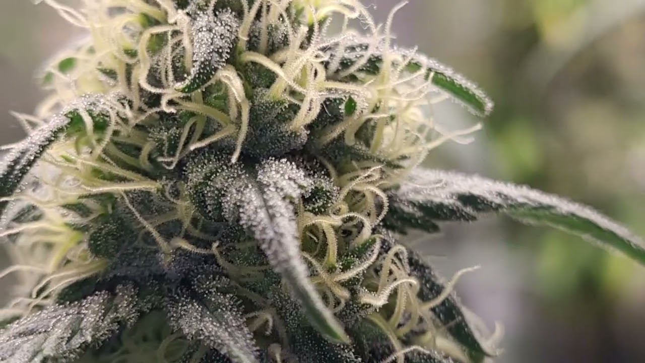Jack herer week 11 / 7 flower,  pot of gold week 5 flower, critical mass week 5 flower.