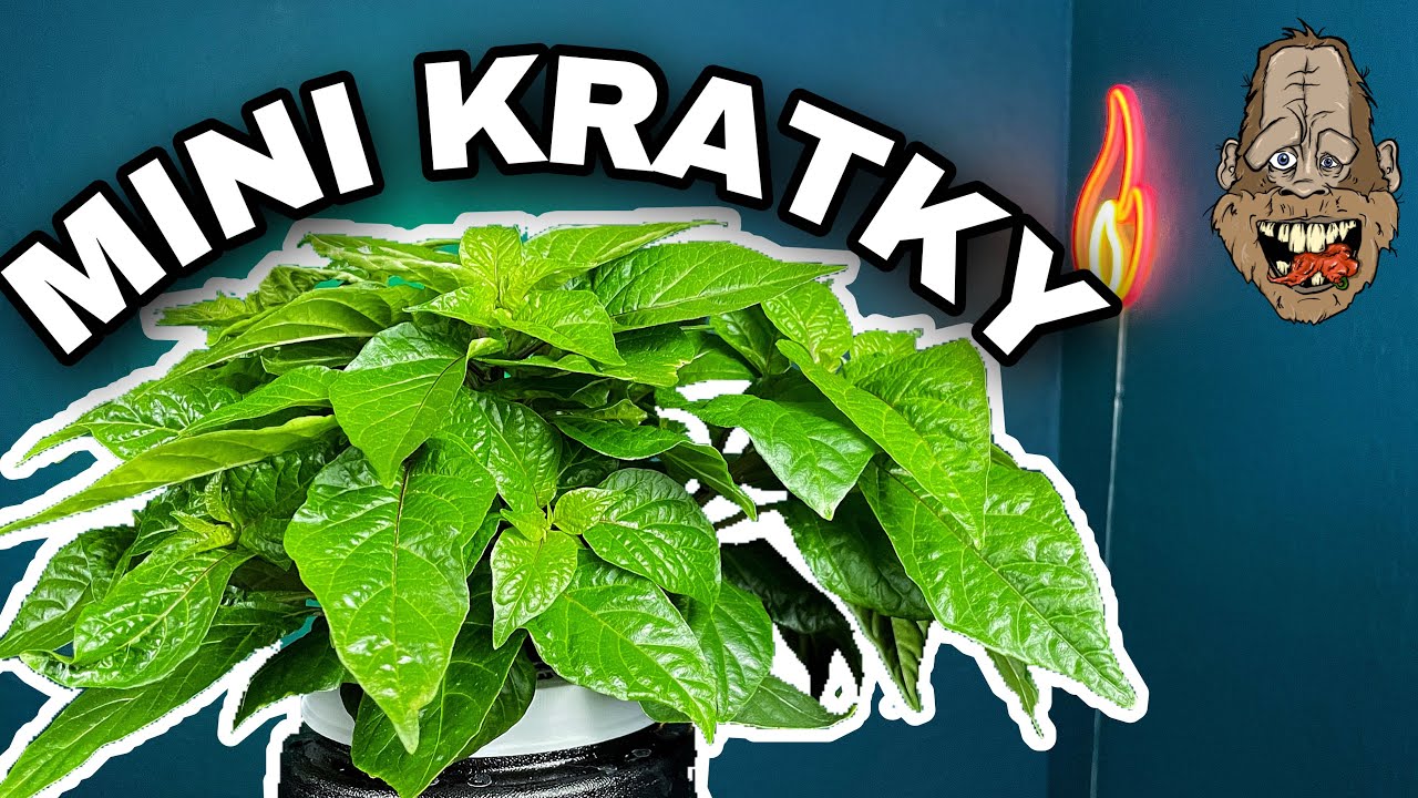 Как сохранить гидропонные растения Kratky маленькими и густыми