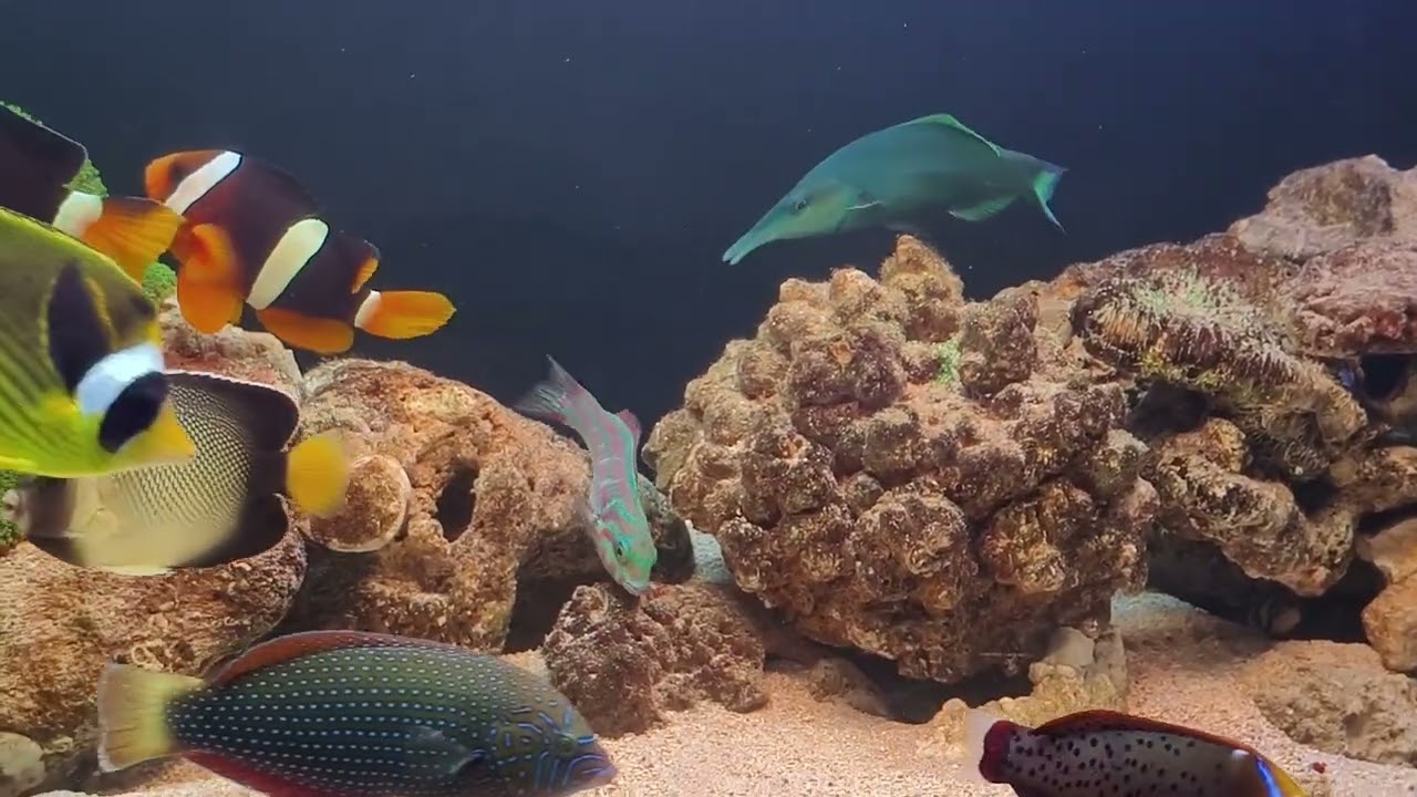 My Marine tank 