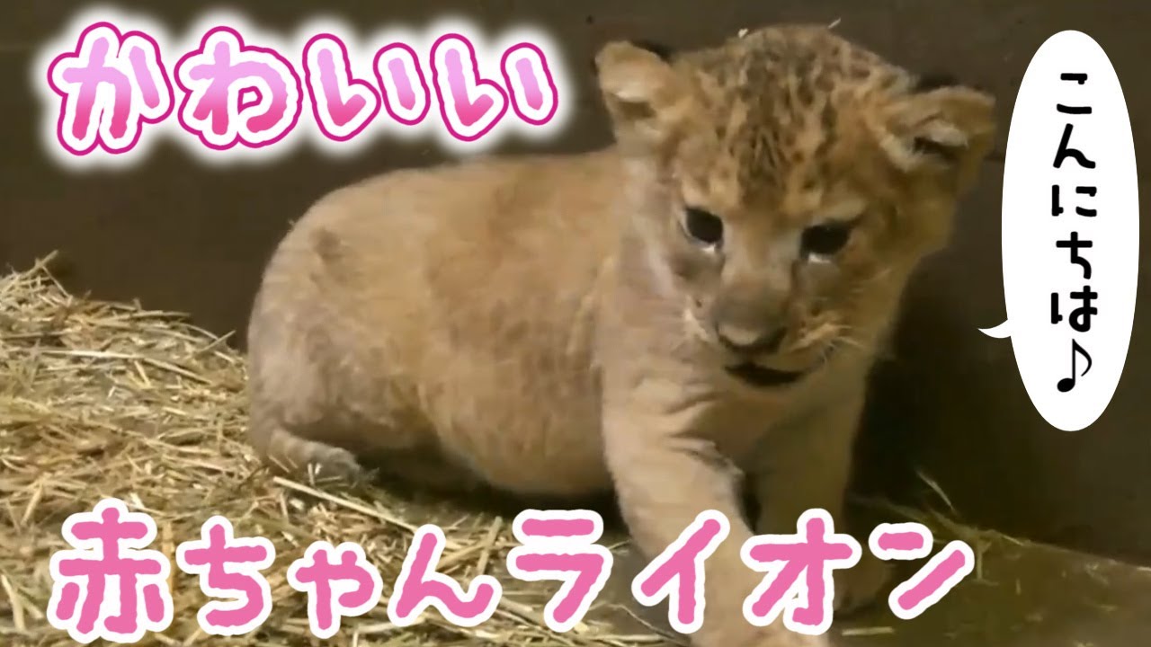 【ライオンの赤ちゃん】体重測定しました！ baby lion