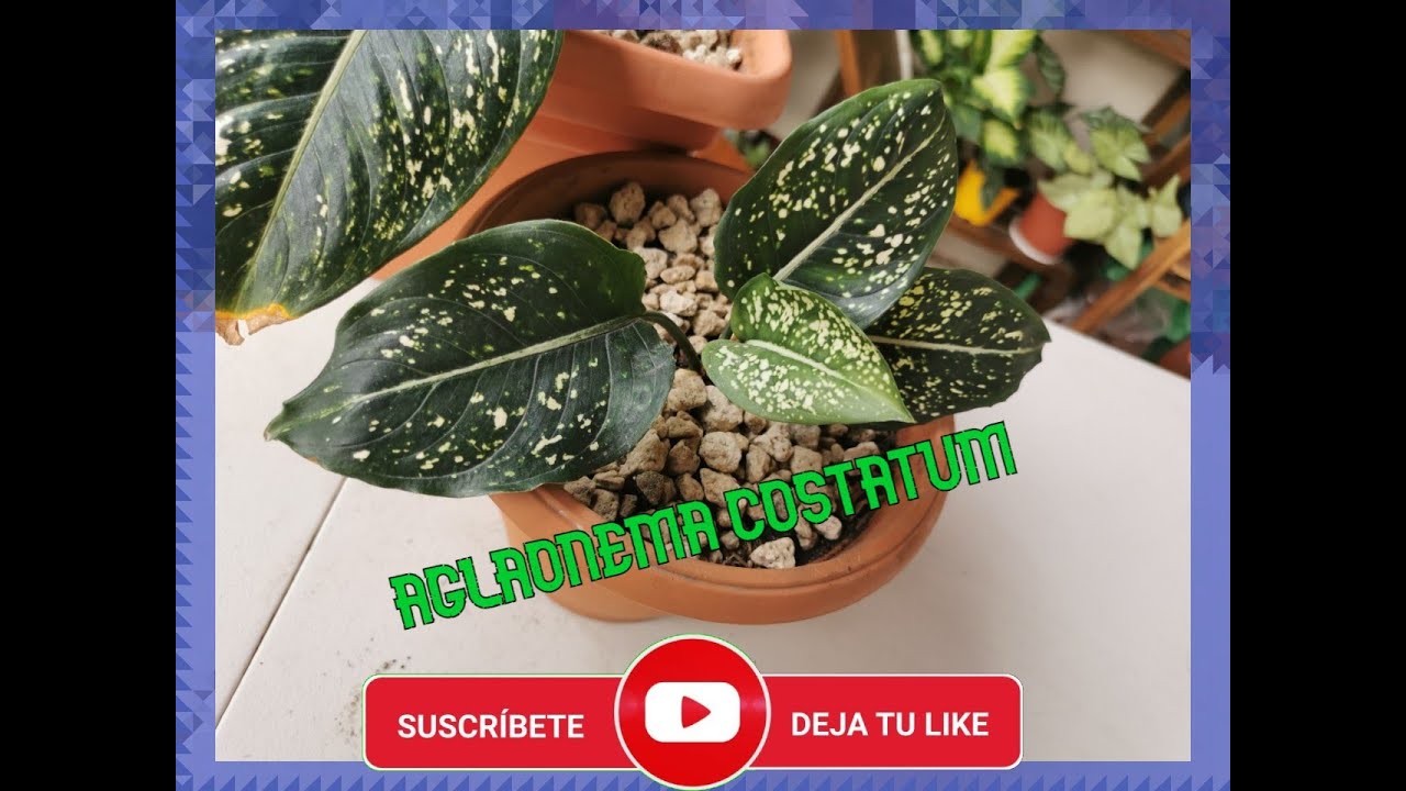 Cómo cuidar mi Aglaonema Costatum -Planta de interior