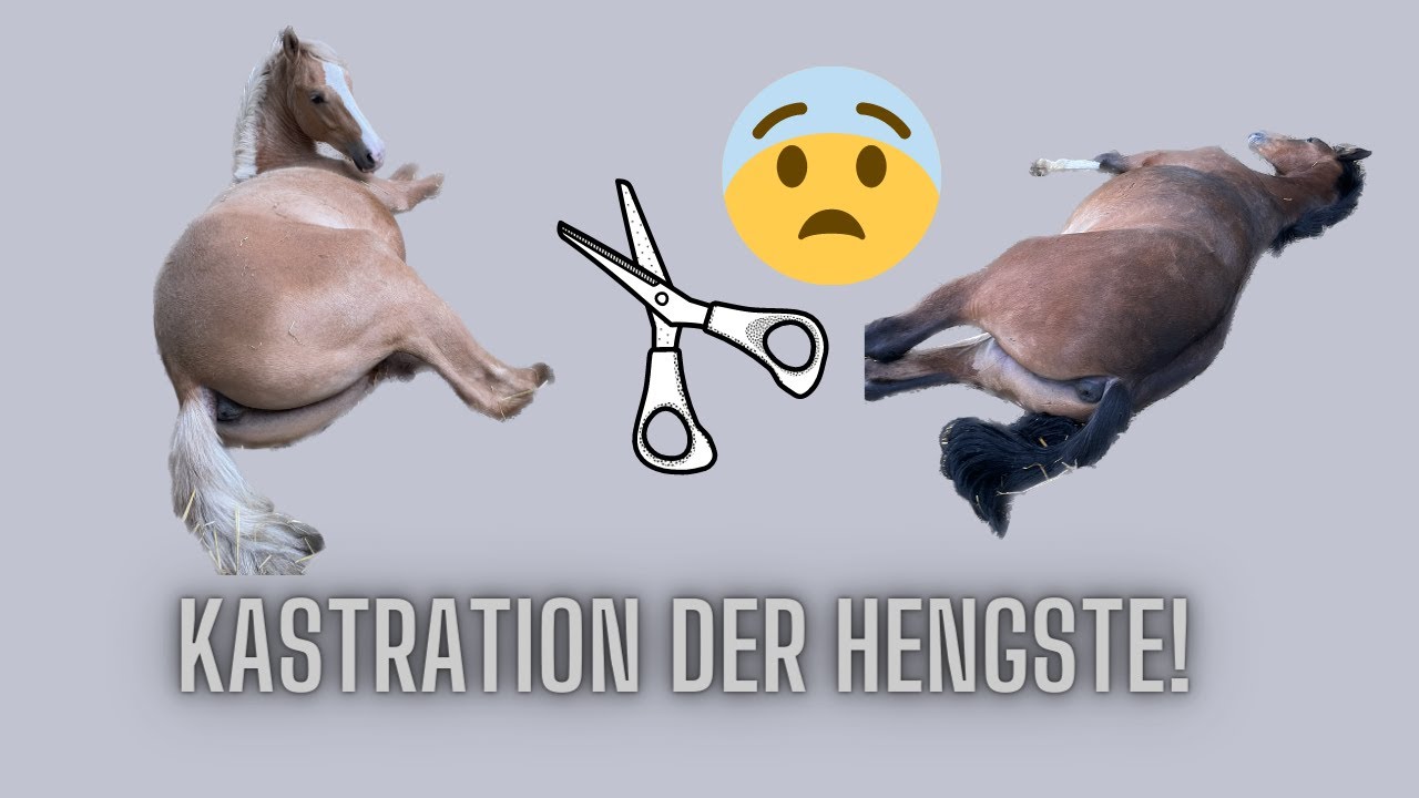 Schnipp Schnapp für die Babyponys I LILGRO