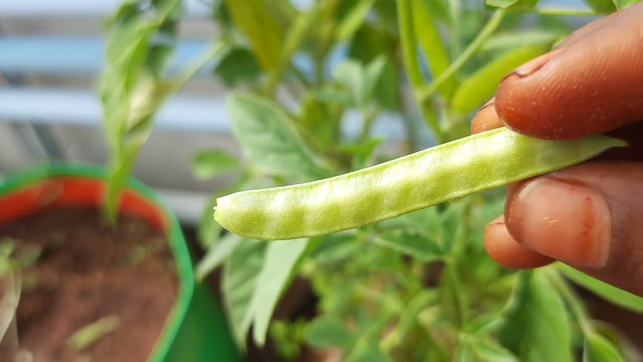 சொனை கொத்தவரை |Cluster bean-3 |With lot of gardening tips|