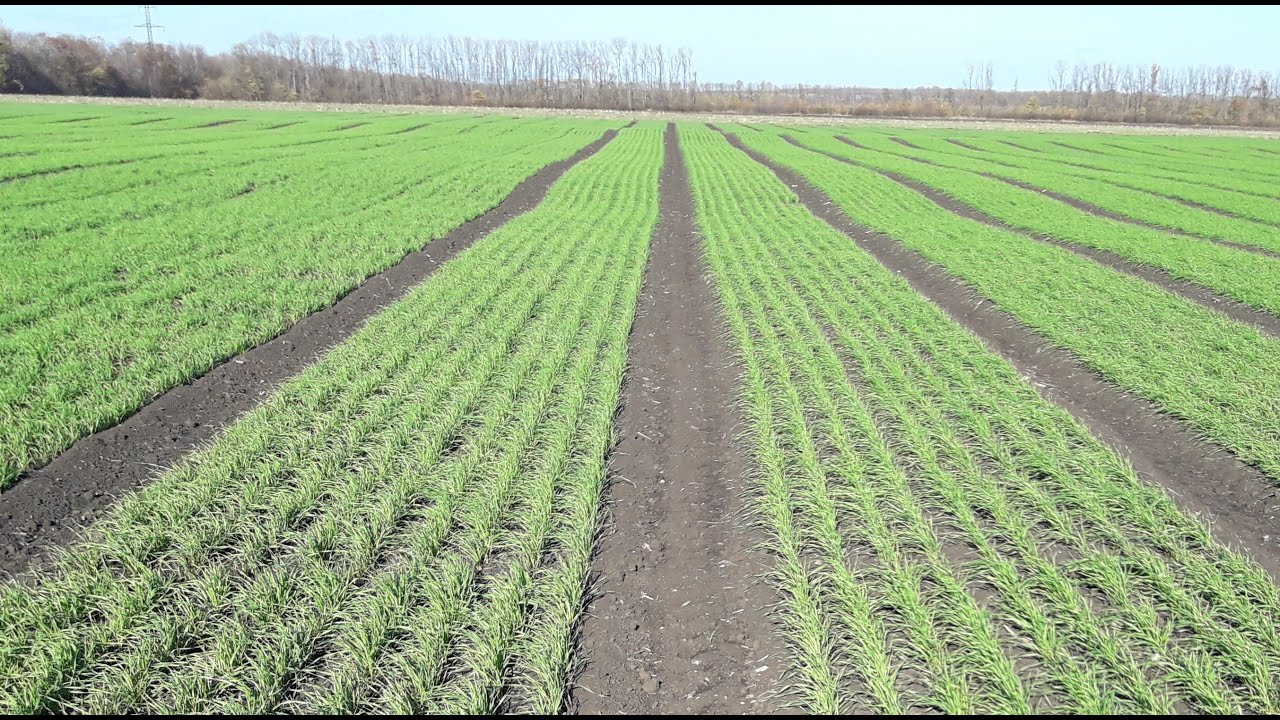 С какой нормой нужно сеять озимую пшеницу