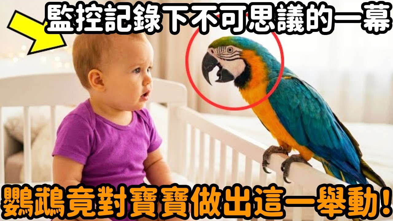 如果沒有攝像機記錄到這不可思議的一幕，我們簡直不敢相信這是鸚鵡對寶寶做出了這一個舉動！#鸚鵡 #寶寶 #不可思議 #感人壹幕 #心靈暖流 #淚目 #動物故事 #真實故事 #心靈飼養員