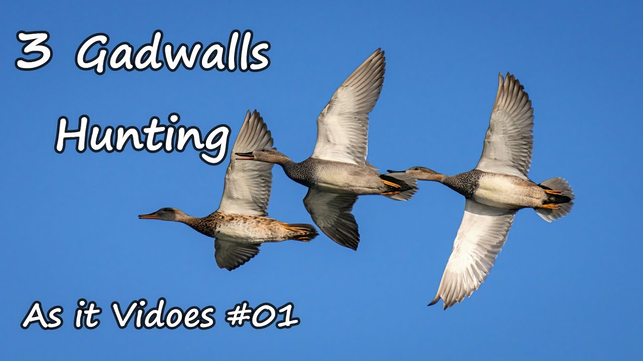 Duck Hunting | Gadwall | As it Video # 001