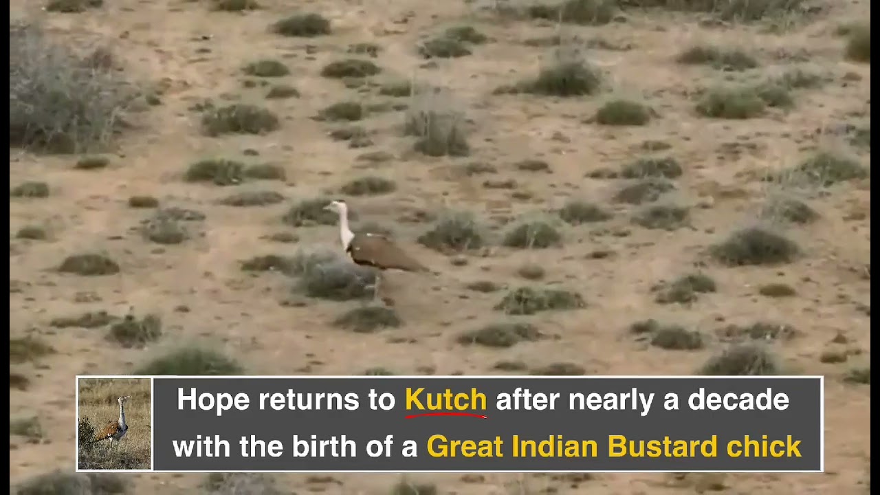 A New Dawn for the Great Indian Bustard: A Historic Conservation Triumph in Kutch