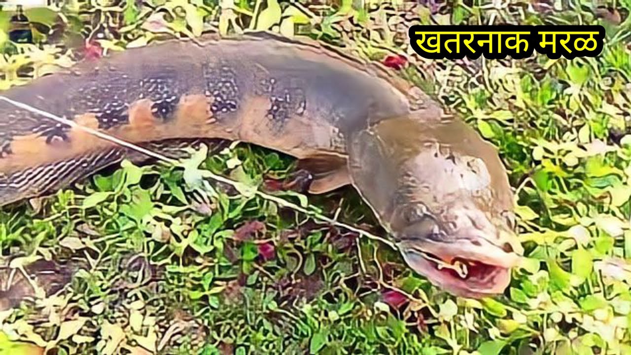 Samal Murrel Snakehead Fishing attacks and Catch मरळ का शिकार amazing fishing 🎣