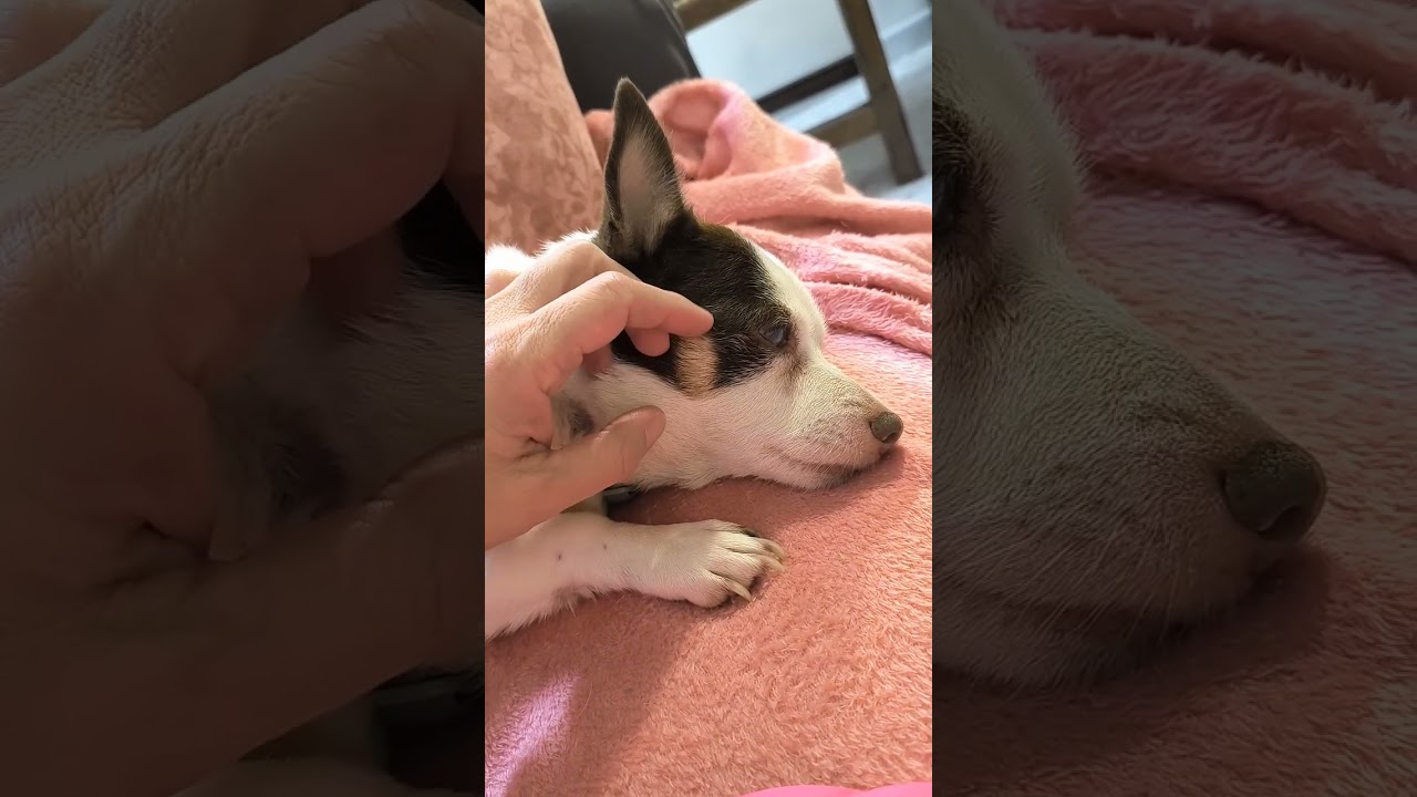 🐶 This Love Hits Different 
