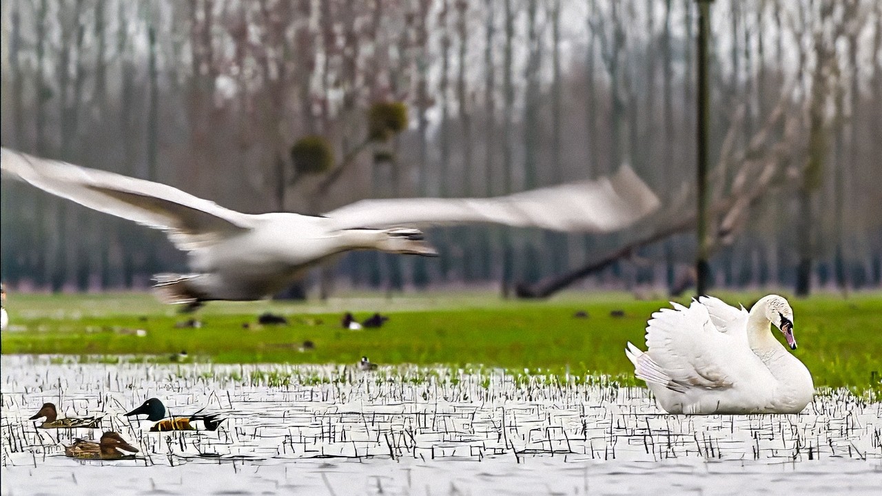 Loire Sauvage | Quand le fleuve n’a rien de tranquille… surtout pour les animaux