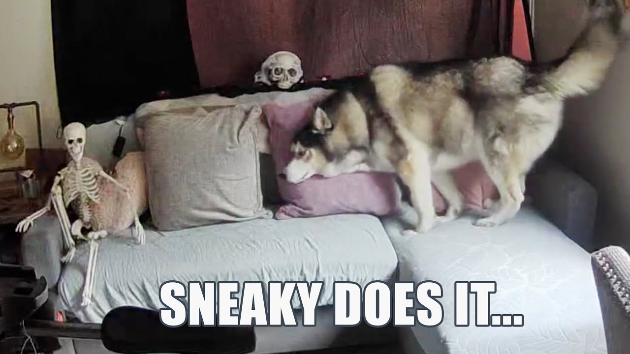 Husky Has A New ENEMY & A Sneaky Plan!