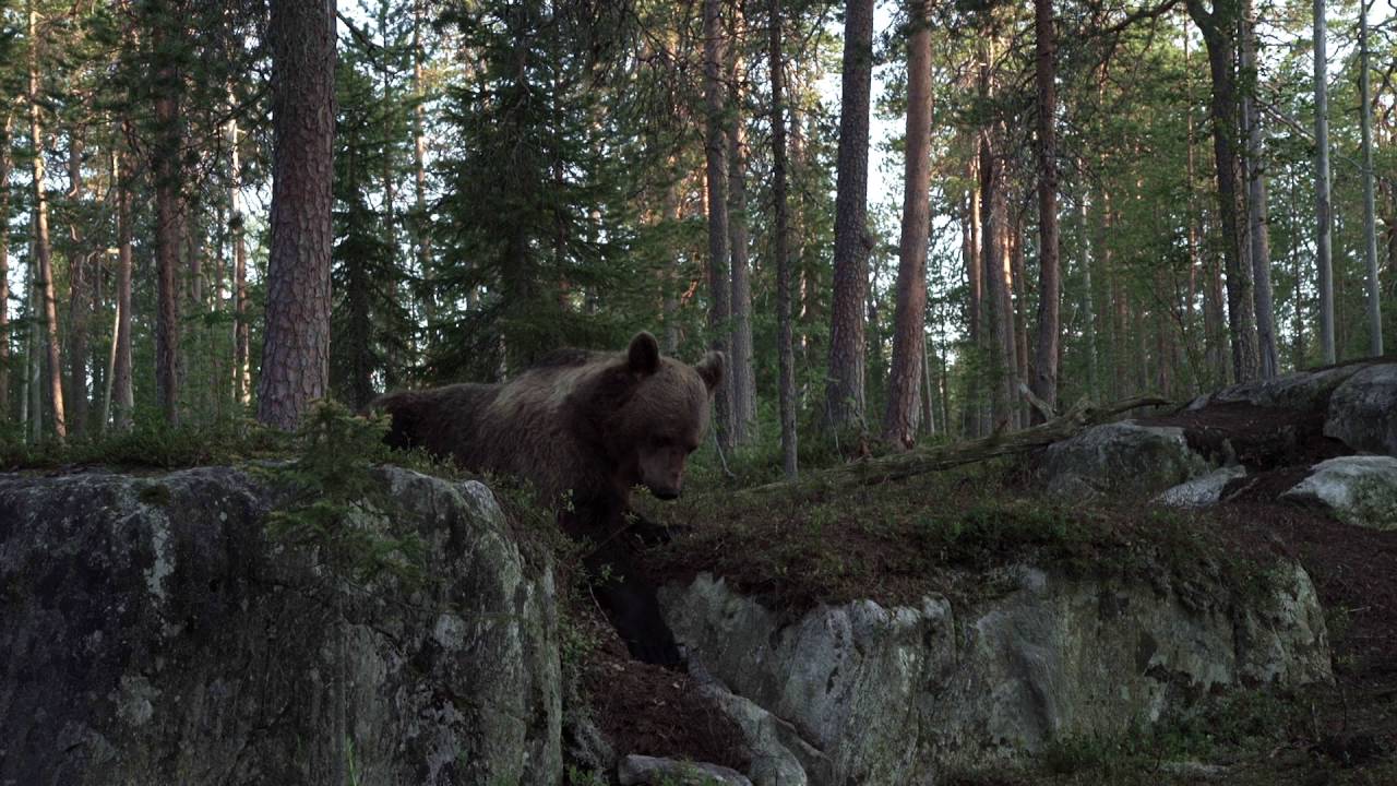 Bj&ouml;rnfoto Finland Skogen 2016