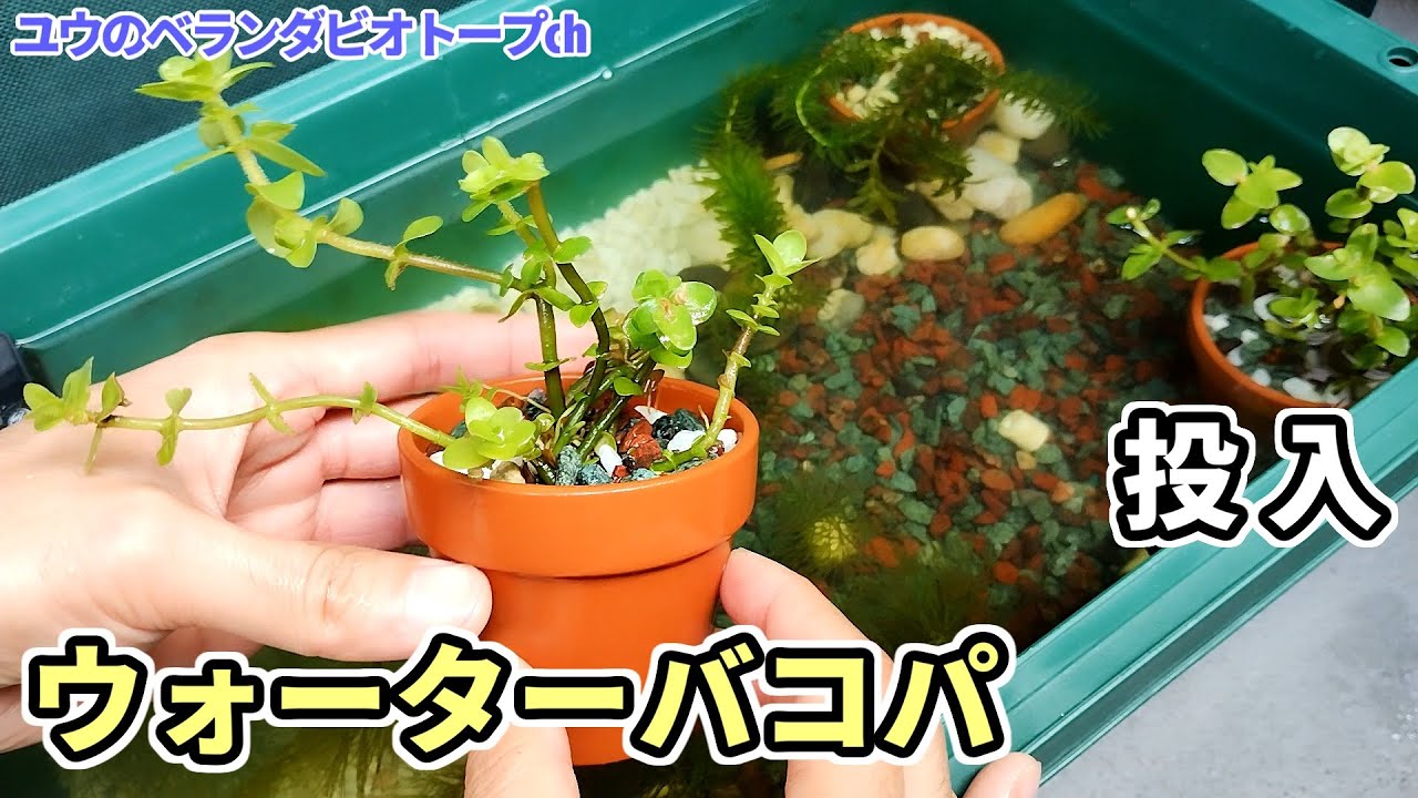 【ビオトープ】水上で花が咲くウォーターバコパ投入【ベランダ】
