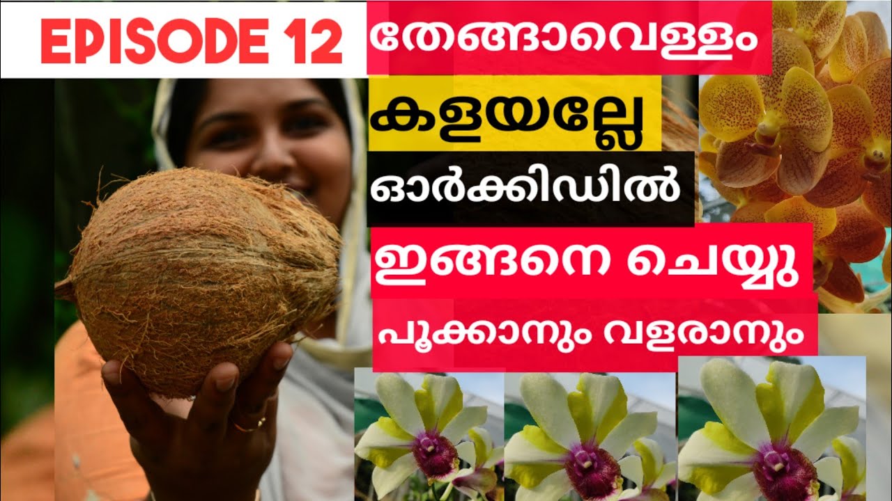 Best natural fertilizer for Orchids|HOW TO MAKE COCONUT WATER FERTILIZER FOR ORCHIDS ||EPISODE-12