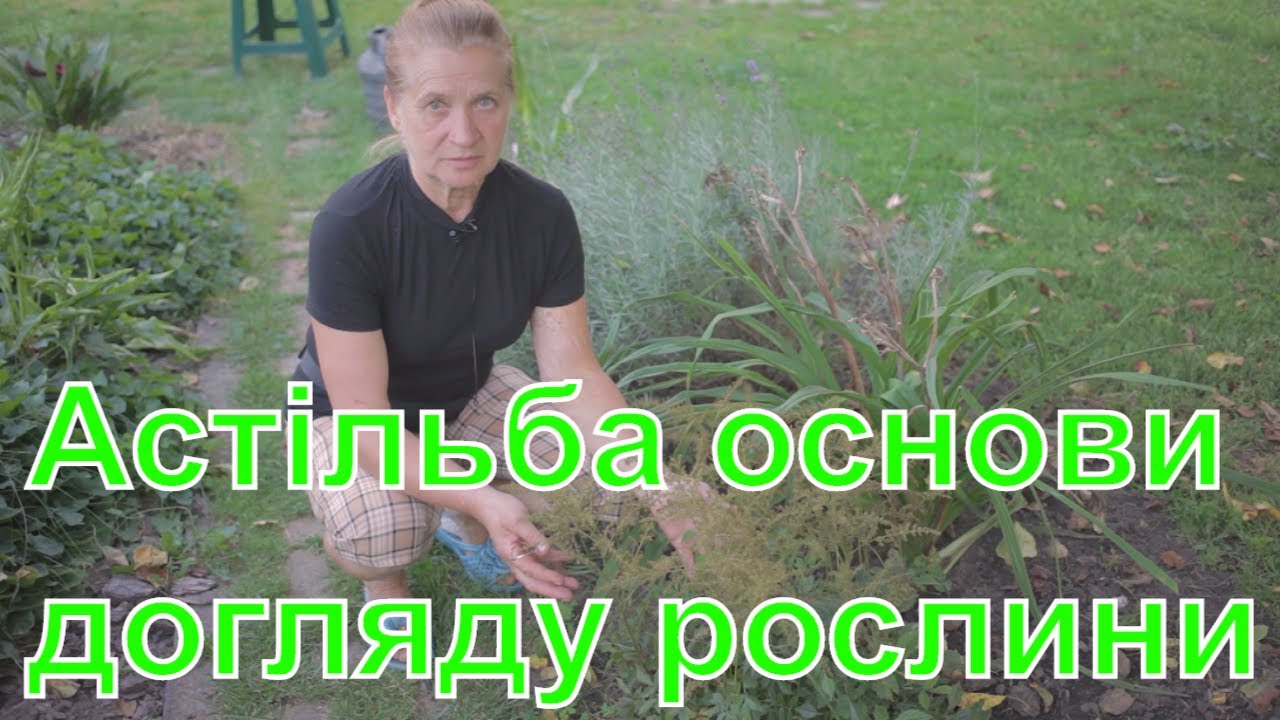 Астільба догляд, вирощування, розмноження
