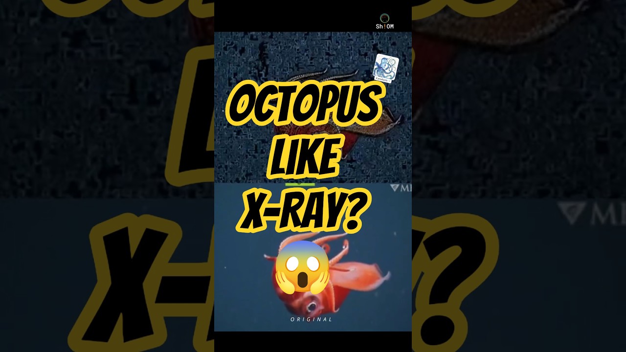 Секреты океана раскрыты #ясность #океан #морской