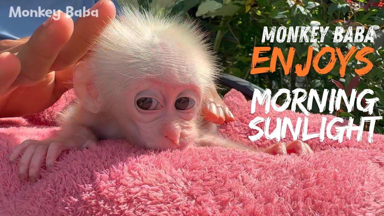 Monkey Baba delights in the gentle rays of the early morning sun.