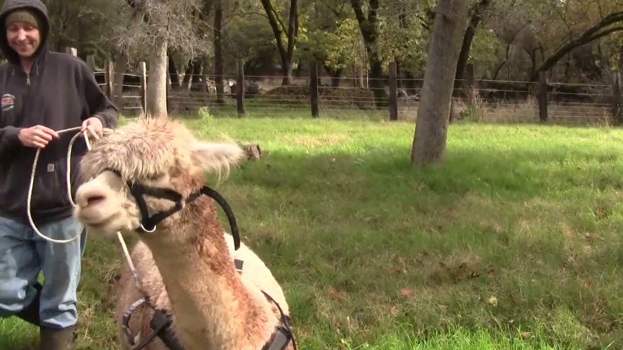 Beta receives some more training for ground driving