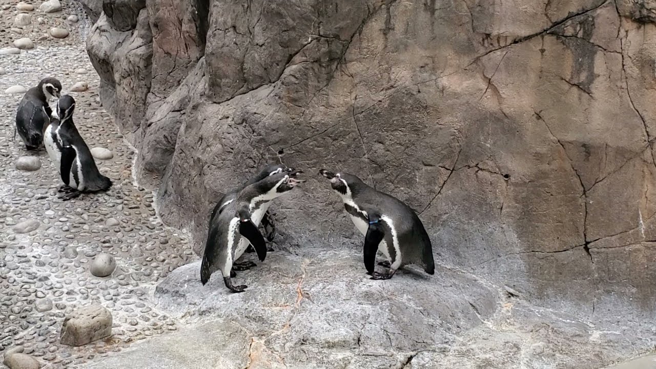 【バチバチ】怒るペンギン　〜マリンピア日本海〜