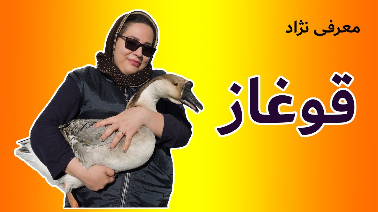 معرفی نژاد پرنده قوغاز یا غاز آفریقایی | پرورش قوغاز و تغذیه قوغاز و نگهداری از جوجه ها