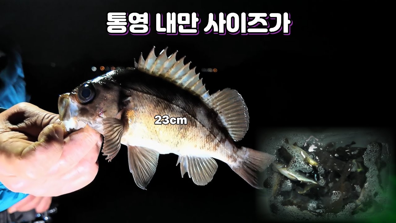 통영내만 갯바위 볼락 드디어 살아납니다