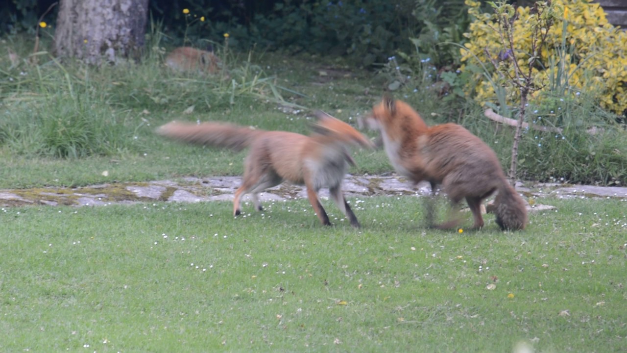 Foxes Play Fighting