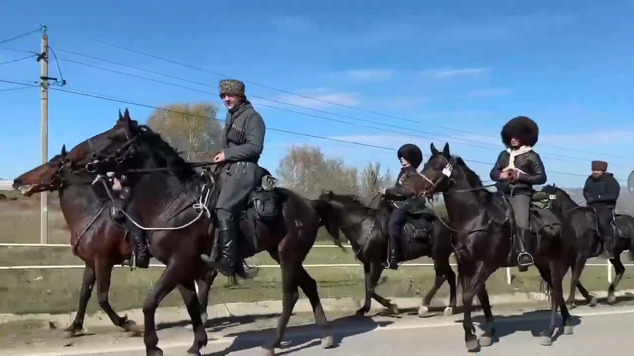 Horse walking practice 💪 #horse #конноеранчо #horseracing #russia #моялошадь #моялошадь #horsesports