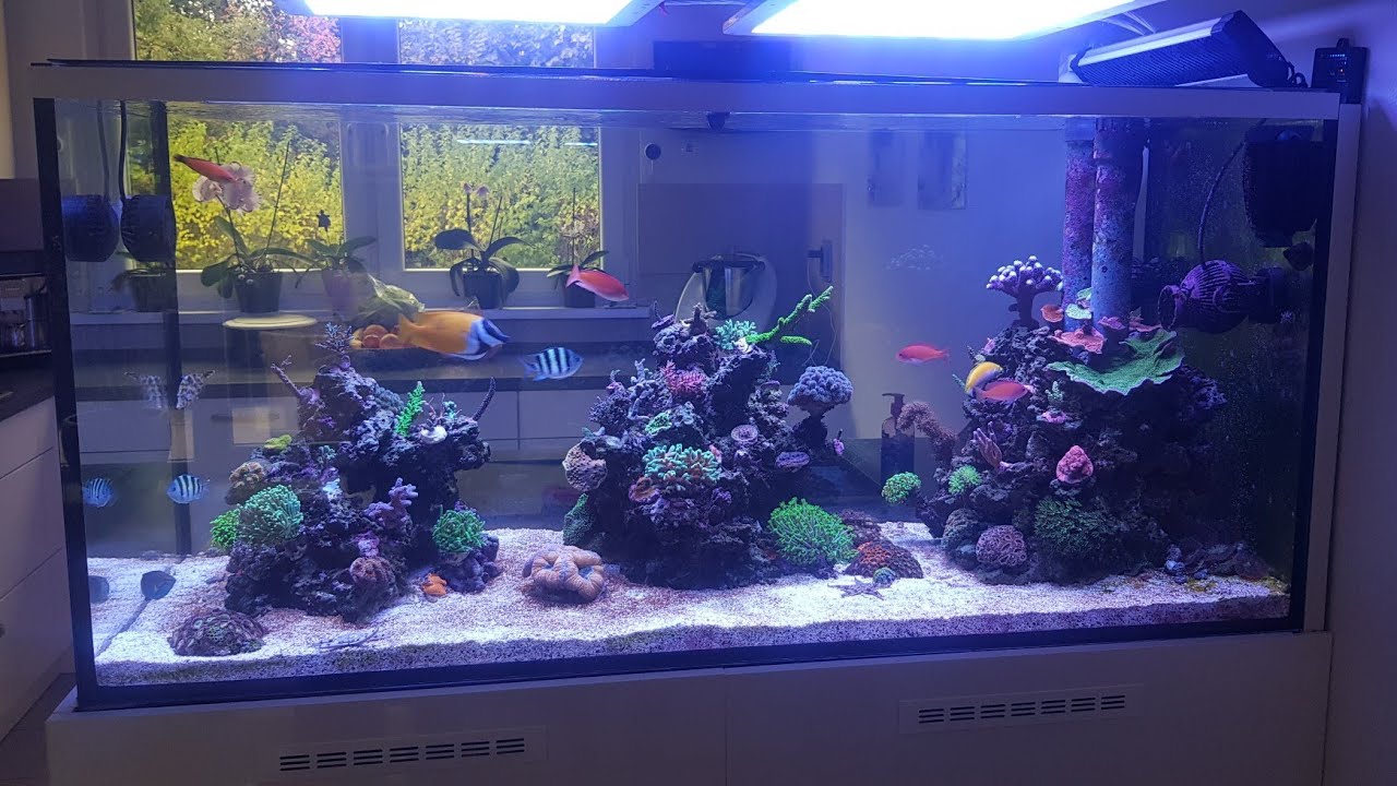 Projekt Raumteiler Meerwasser  650l update Oktober 2021