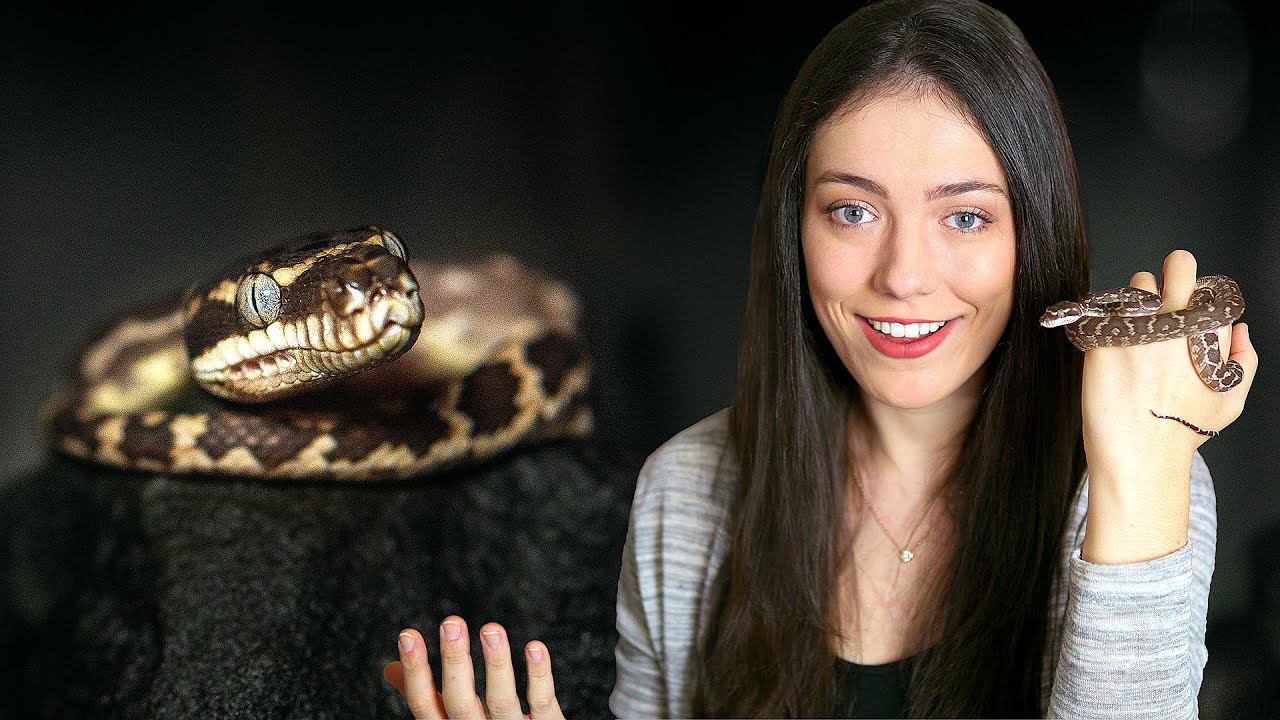 The MOST UNIQUE Snake in my Collection - Rough Scaled Python