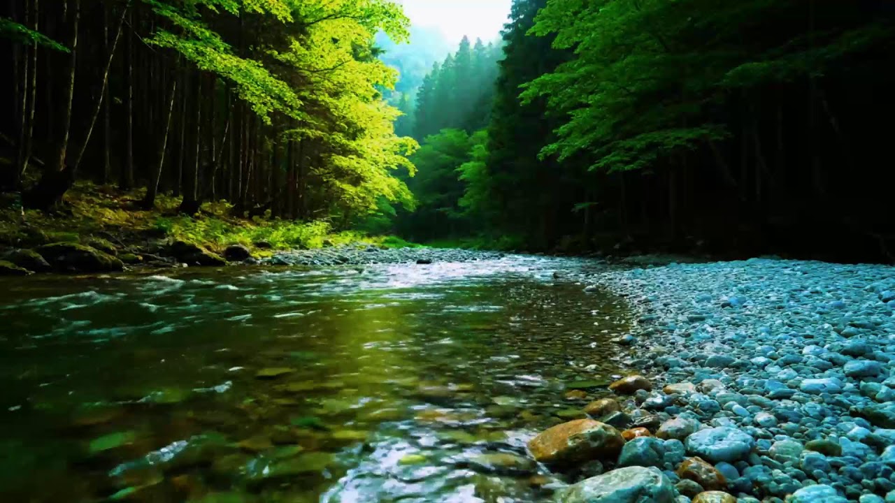 Forest Ambience - Birds Singing & Beautiful Stream Sounds for Peaceful Sleep,Deep Rest,Medicine ASMR