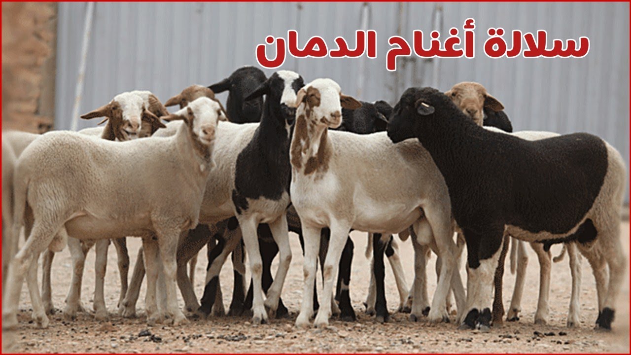 سلالة أغنام الدمان | أهم المزايا والمواصفات الإنتاجية المذهلة