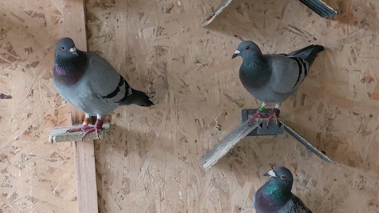 أجي تشوفو أحسن وأروع هدية توصلت بها فحفل زفافي🥰🥰مستحيل ولا يمكن💚مع تذكير للقاح💉 بعد مرور 20 يوم🕊️🕊️