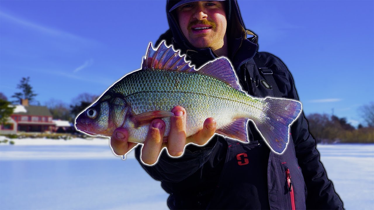 My FAVORITE Species to Ice fish For...