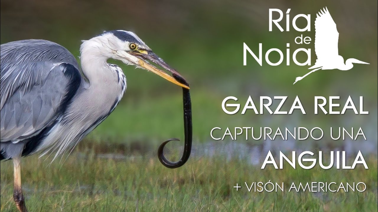 Garza real capturando una anguila en la Lagoa de Vixán (Ribeira) con la visita de un visón americano